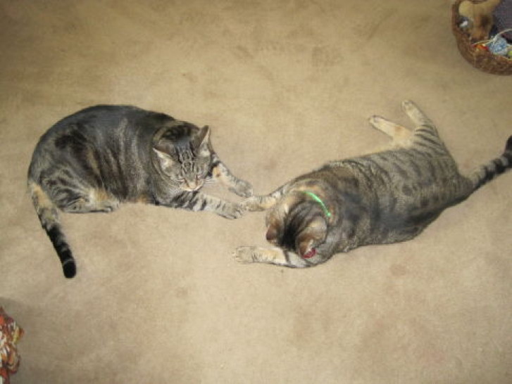 Picture of a cat / kitten / feline