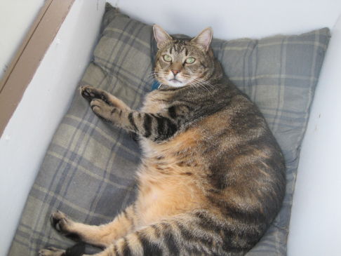 Picture of a cat / kitten / feline