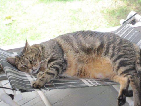 Picture of a cat / kitten / feline