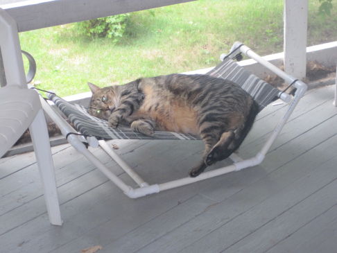 Picture of a cat / kitten / feline