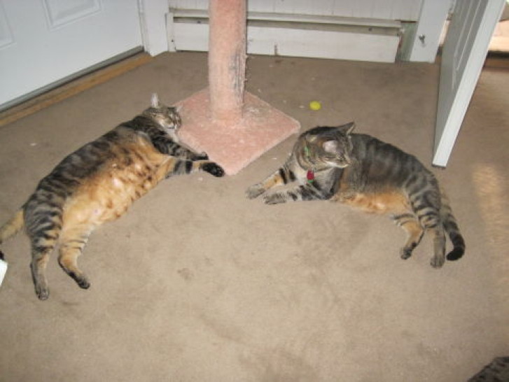 Picture of a cat / kitten / feline