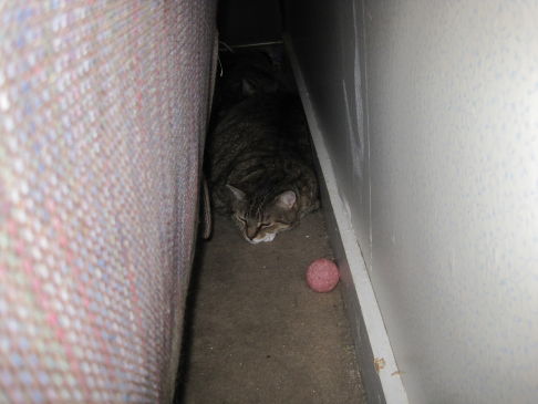 Picture of a cat / kitten / feline