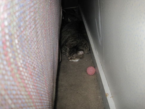 Picture of a cat / kitten / feline