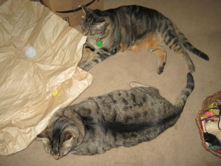 Picture of a cat / kitten / feline