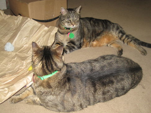 Picture of a cat / kitten / feline