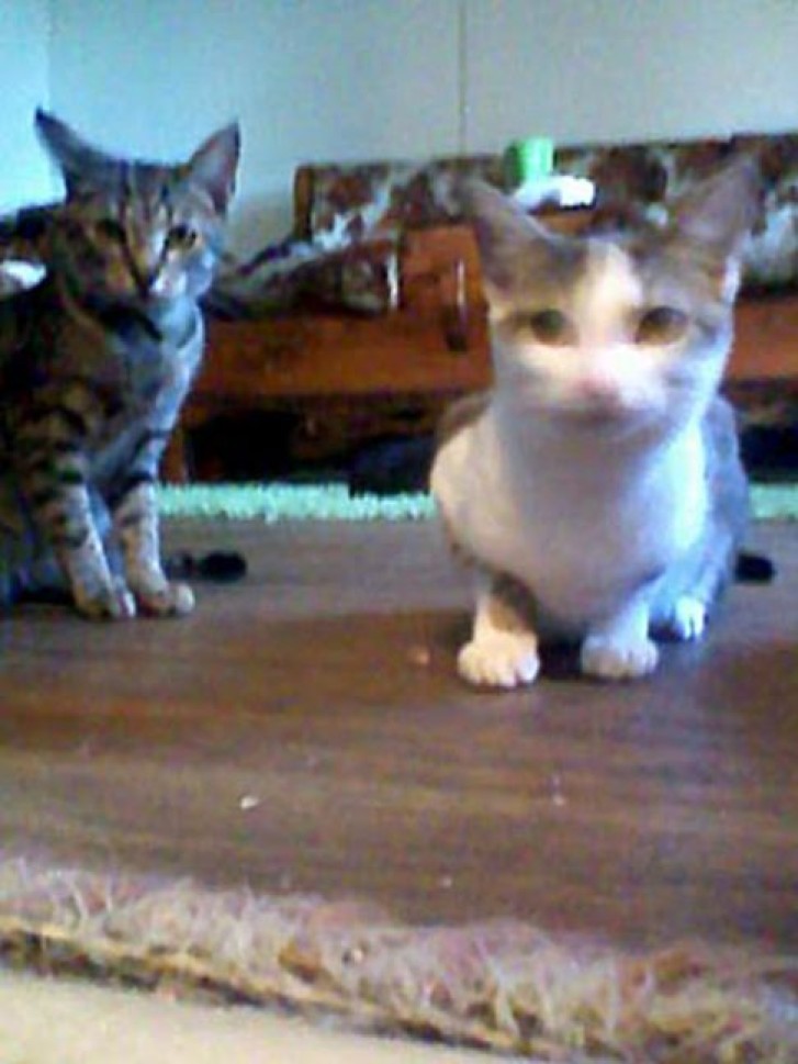 Picture of a cat / kitten / feline