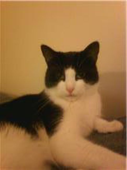 Picture of a cat / kitten / feline