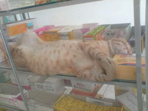 Picture of a cat / kitten / feline