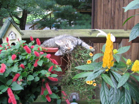 Picture of a cat / kitten / feline