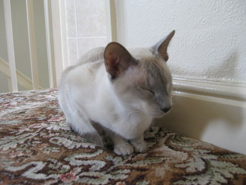 Picture of a cat / kitten / feline