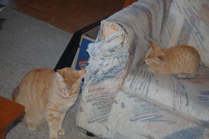 Picture of a cat / kitten / feline