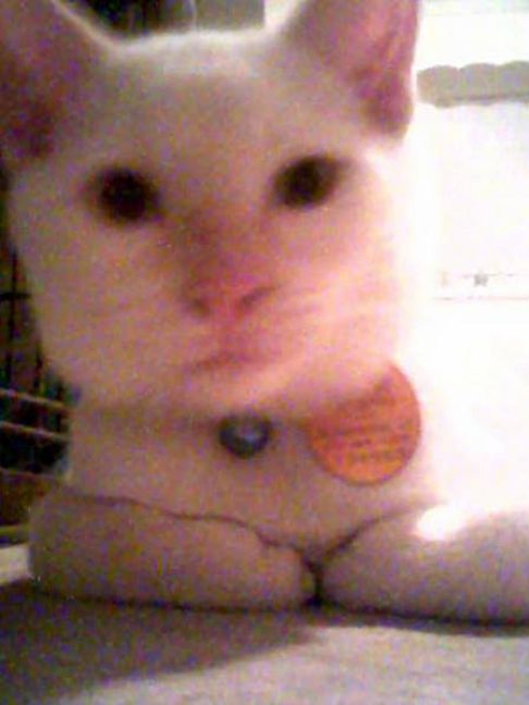 Picture of a cat / kitten / feline