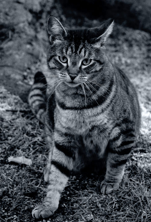 Picture of a cat / kitten / feline