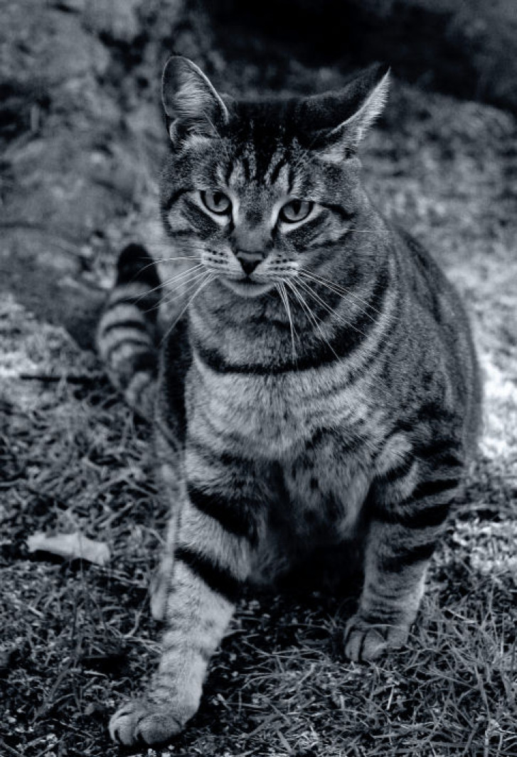 Picture of a cat / kitten / feline