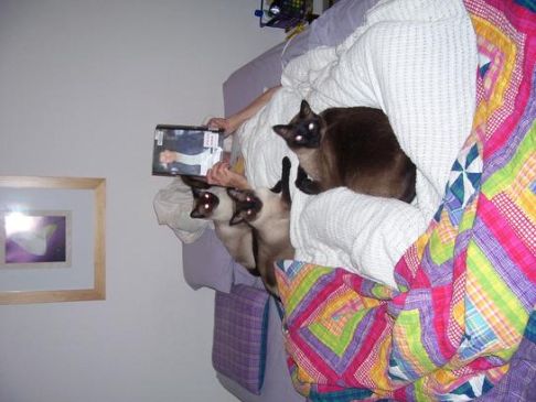 Picture of a cat / kitten / feline