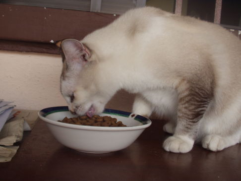 Picture of a cat / kitten / feline