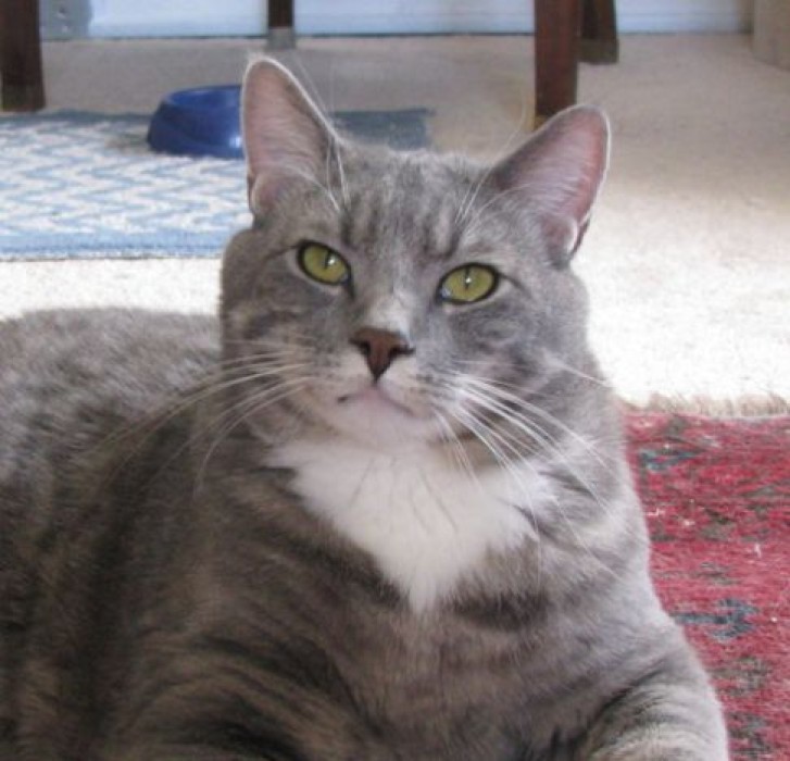 Picture of a cat / kitten / feline