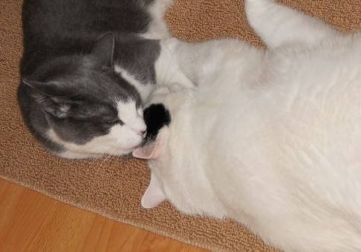 Picture of a cat / kitten / feline