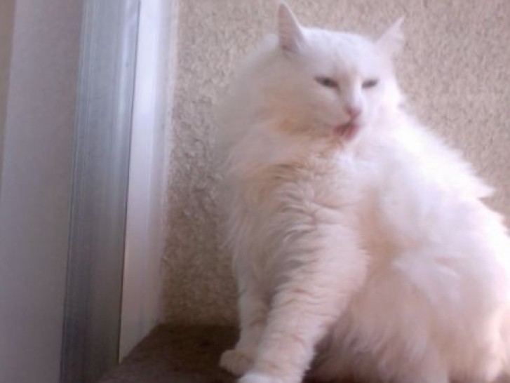 Picture of a cat / kitten / feline