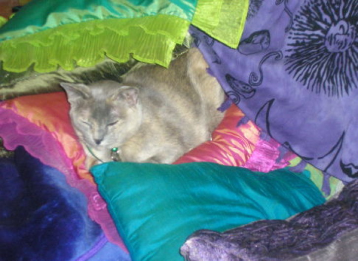 Picture of a cat / kitten / feline