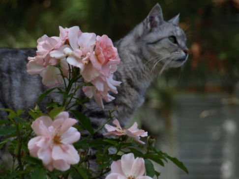 Picture of a cat / kitten / feline