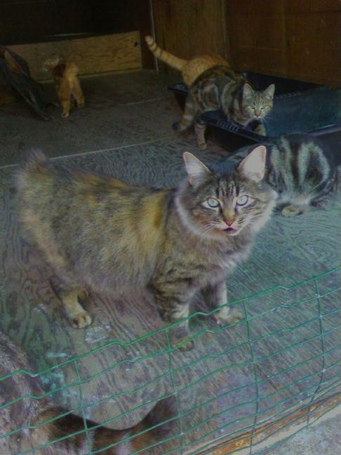 Picture of a cat / kitten / feline