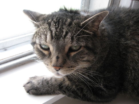 Picture of a cat / kitten / feline