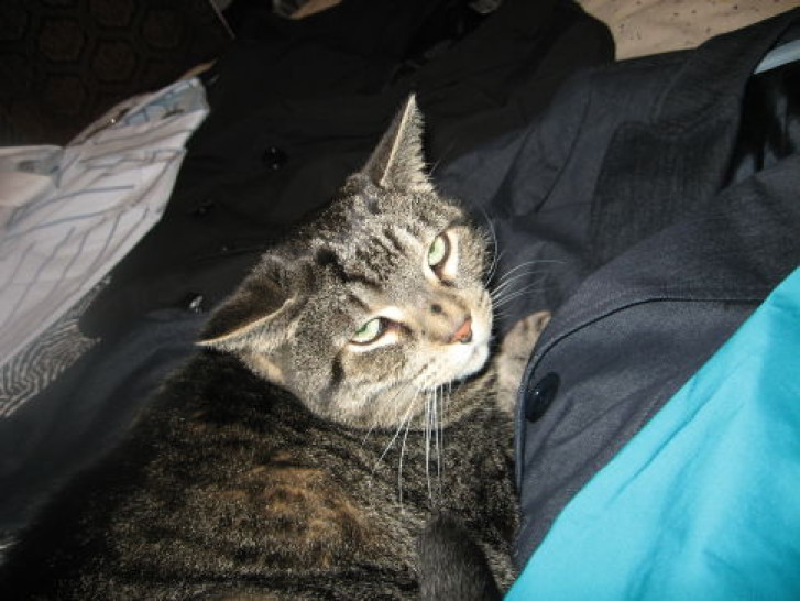 Picture of a cat / kitten / feline