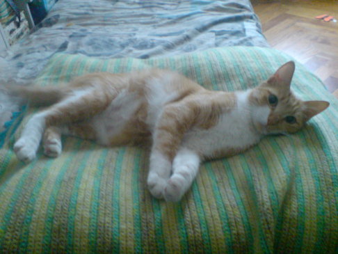 Picture of a cat / kitten / feline