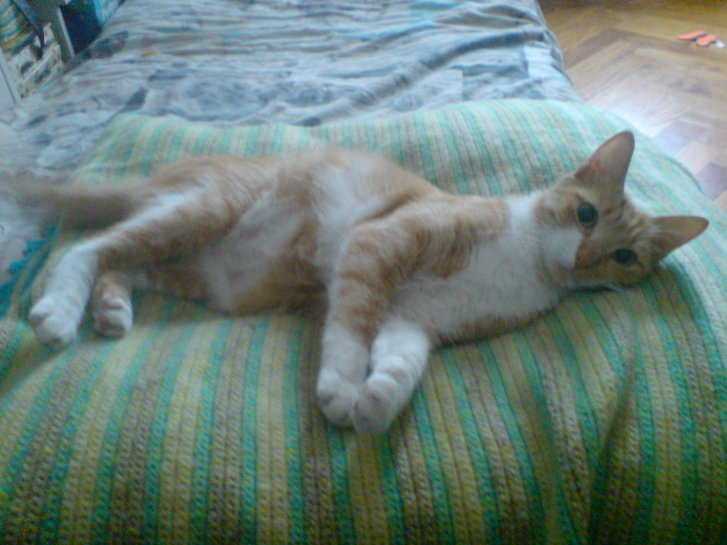 Picture of a cat / kitten / feline