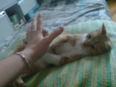 Picture of a cat / kitten / feline