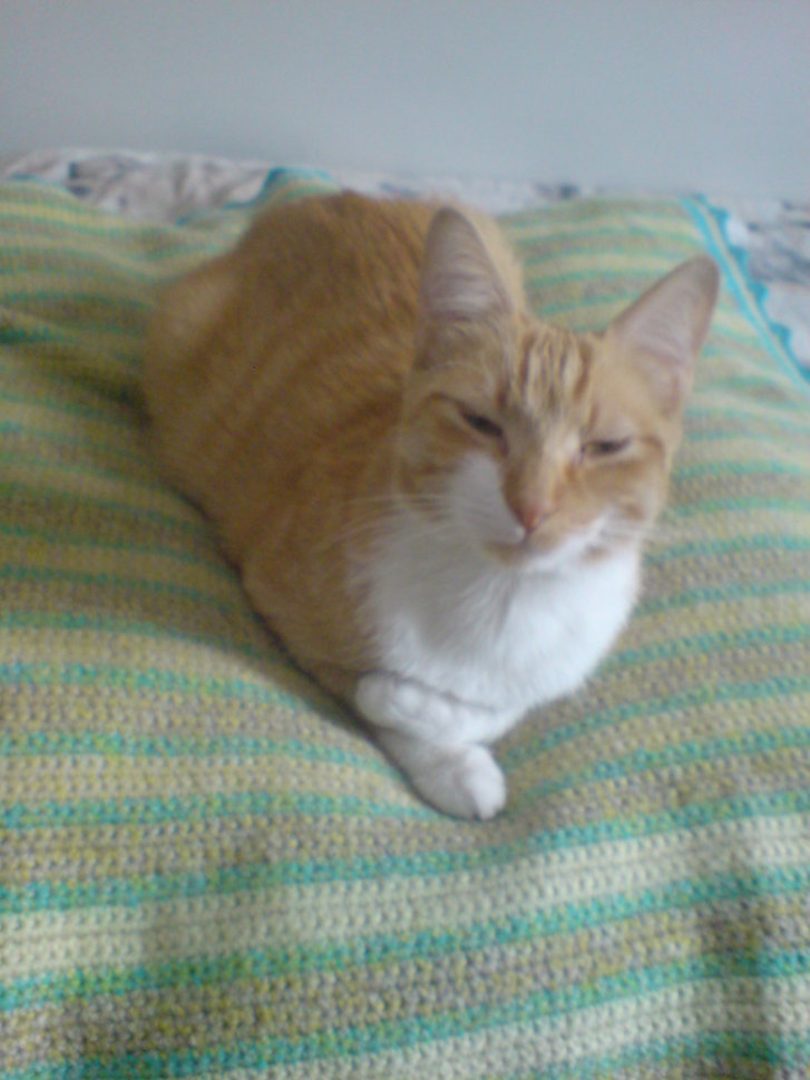 Picture of a cat / kitten / feline