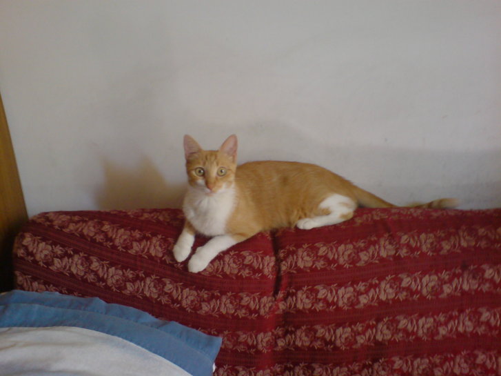 Picture of a cat / kitten / feline