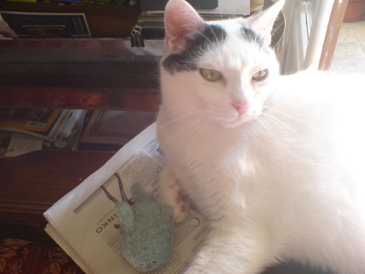 Picture of a cat / kitten / feline