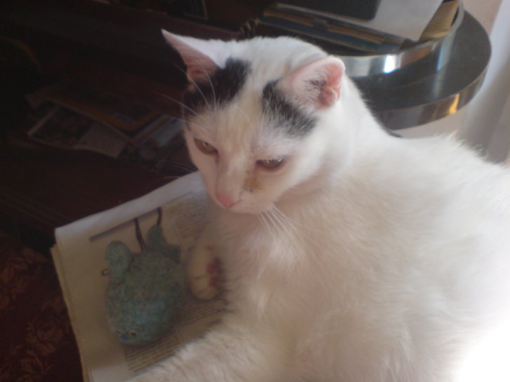 Picture of a cat / kitten / feline