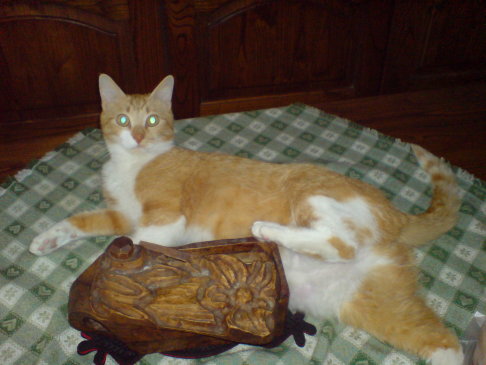 Picture of a cat / kitten / feline