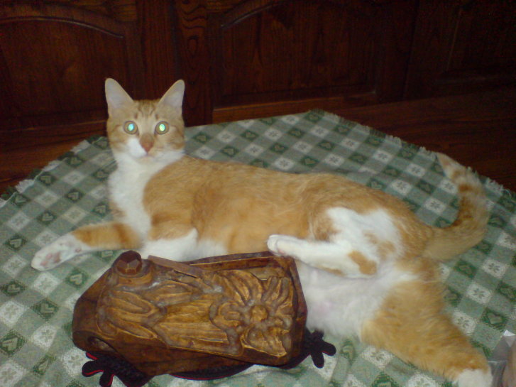 Picture of a cat / kitten / feline