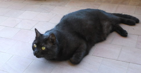 Picture of a cat / kitten / feline