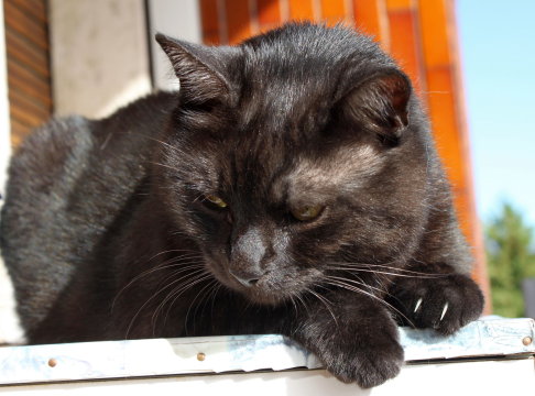 Picture of a cat / kitten / feline