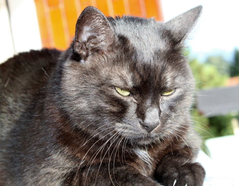 Picture of a cat / kitten / feline