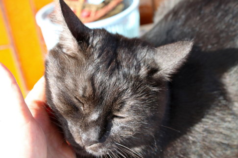 Picture of a cat / kitten / feline