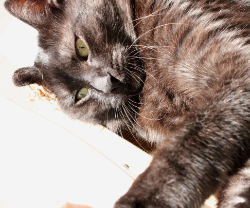 Picture of a cat / kitten / feline