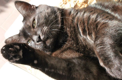 Picture of a cat / kitten / feline