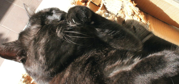 Picture of a cat / kitten / feline