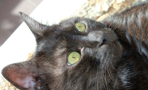 Picture of a cat / kitten / feline