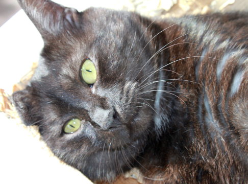 Picture of a cat / kitten / feline