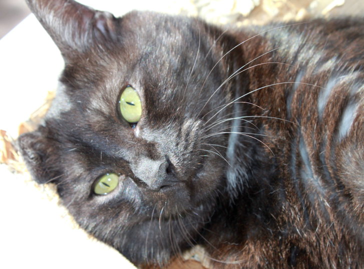 Picture of a cat / kitten / feline