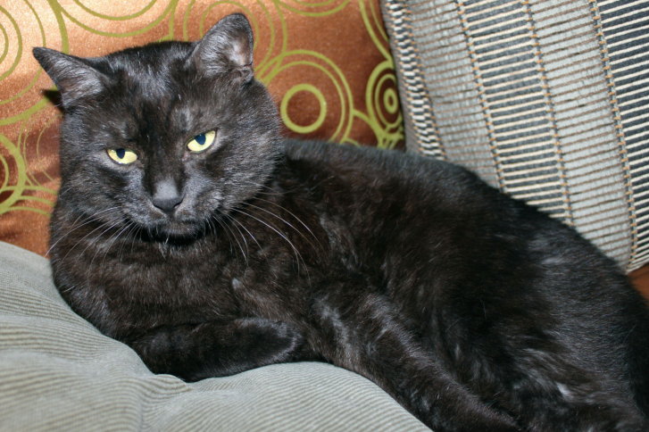 Picture of a cat / kitten / feline