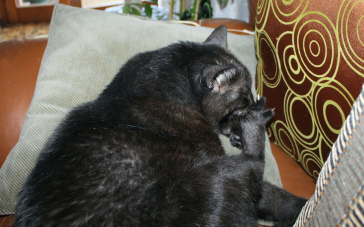 Picture of a cat / kitten / feline