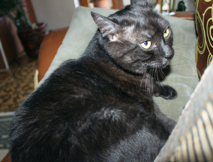 Picture of a cat / kitten / feline